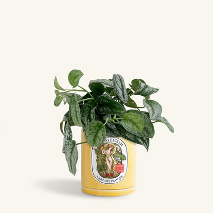 A potted satin pothos in a yellow botani bloom pot, front view