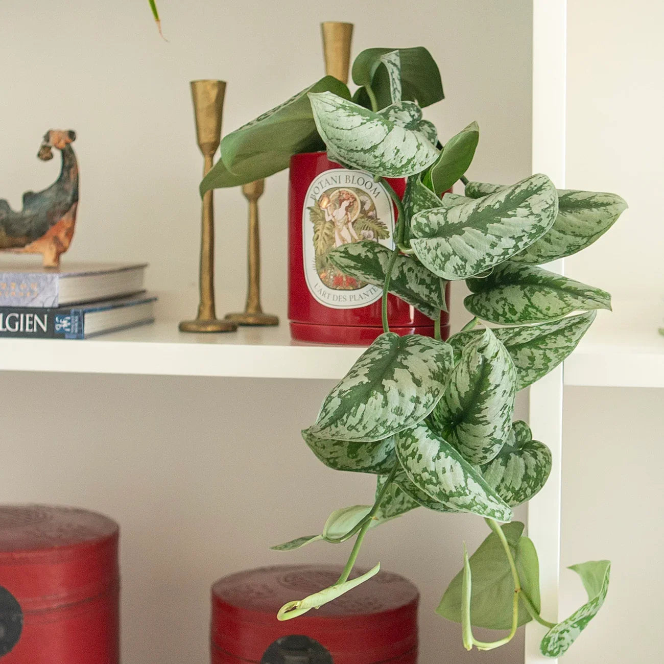 A potted satin pothos in a red botani bloom pot, on a shelf
