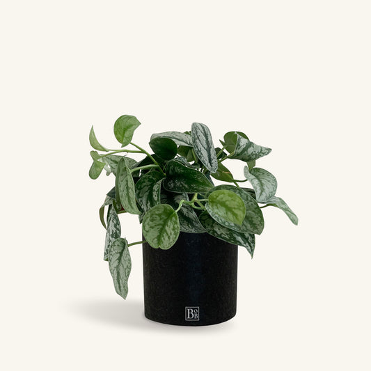 Satin Pothos