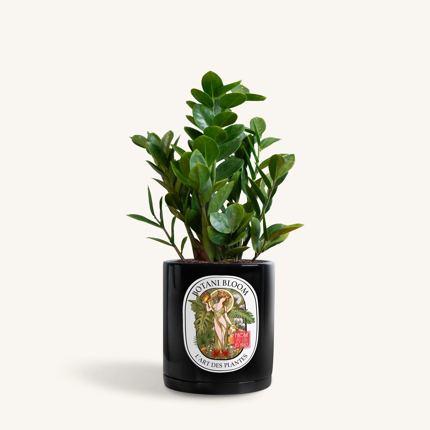 A potted ZZ Plant in a black Botani Bloom pot, front view