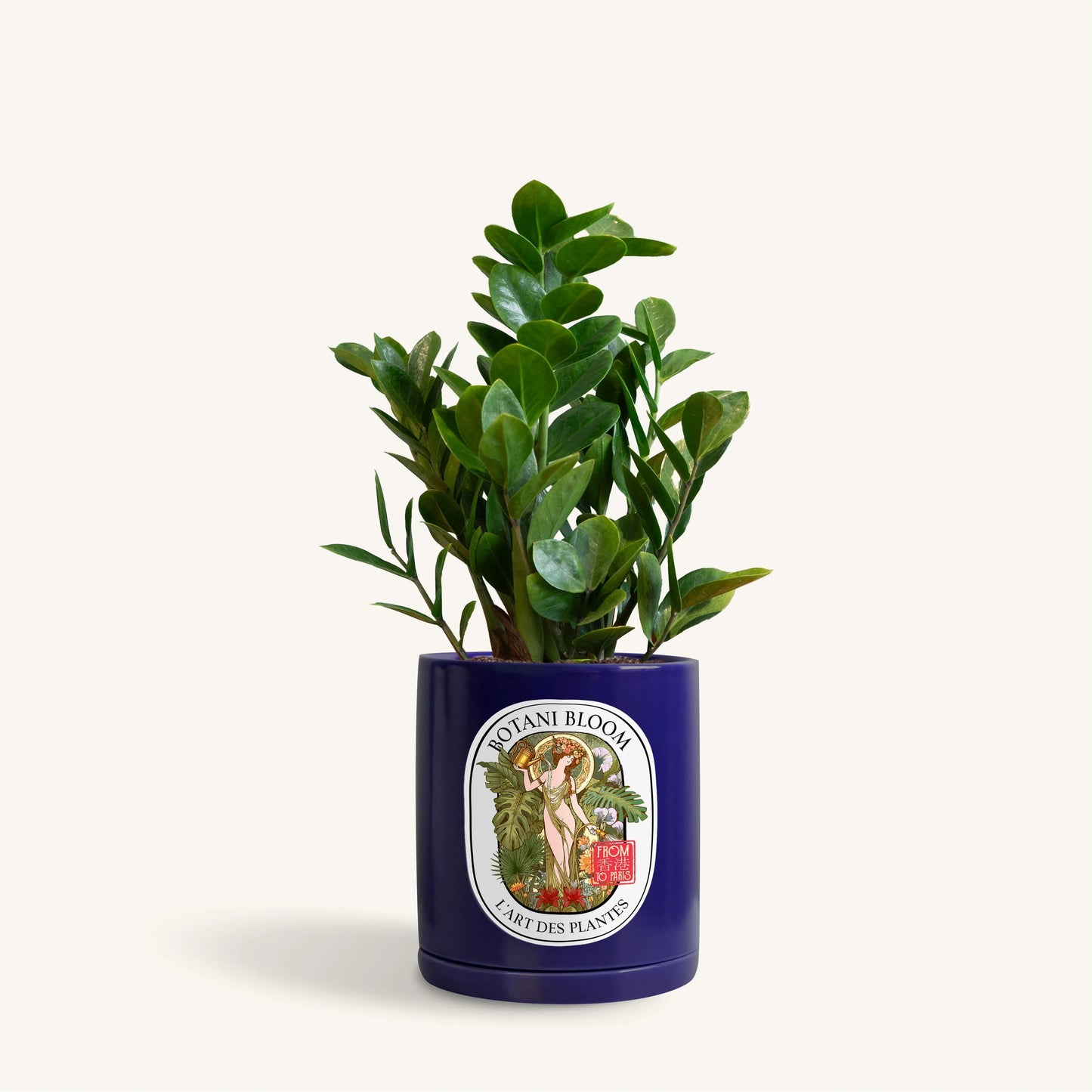 A potted ZZ Plant in a blue Botani Bloom pot, front view