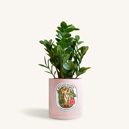 A potted ZZ Plant in a pink Botani Bloom pot, front view