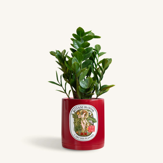 A potted ZZ Plant in a red Botani Bloom pot, front view