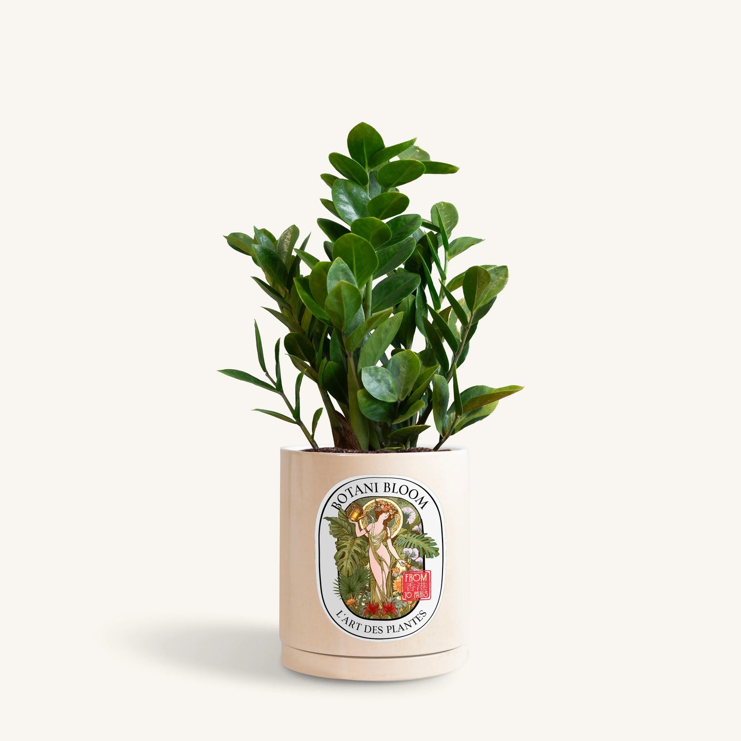 A potted ZZ Plant in a beige Botani Bloom pot, front view