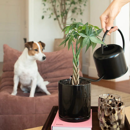 A potted Braided Money Tree, housed in a black botani bloom pot, with a woman watering it, and a dog in the background