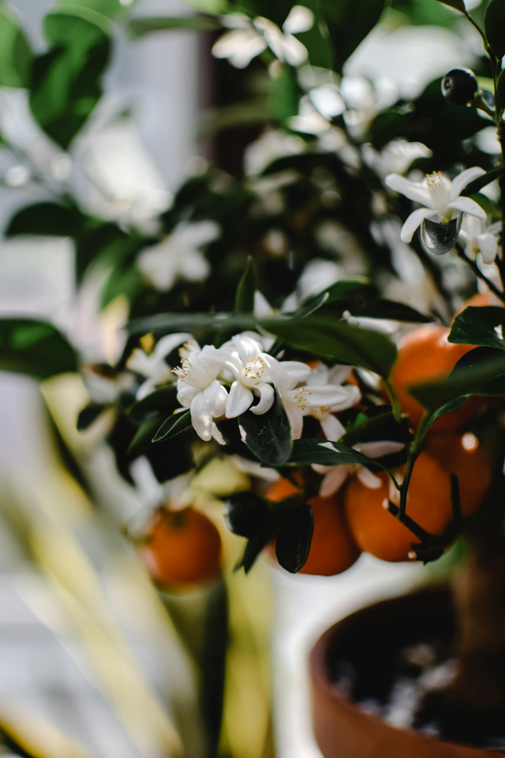 Orange tree with white blossoms and ripe oranges in a pot