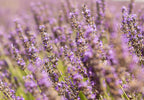 Close-up of purple lavender flowers with a blurred background