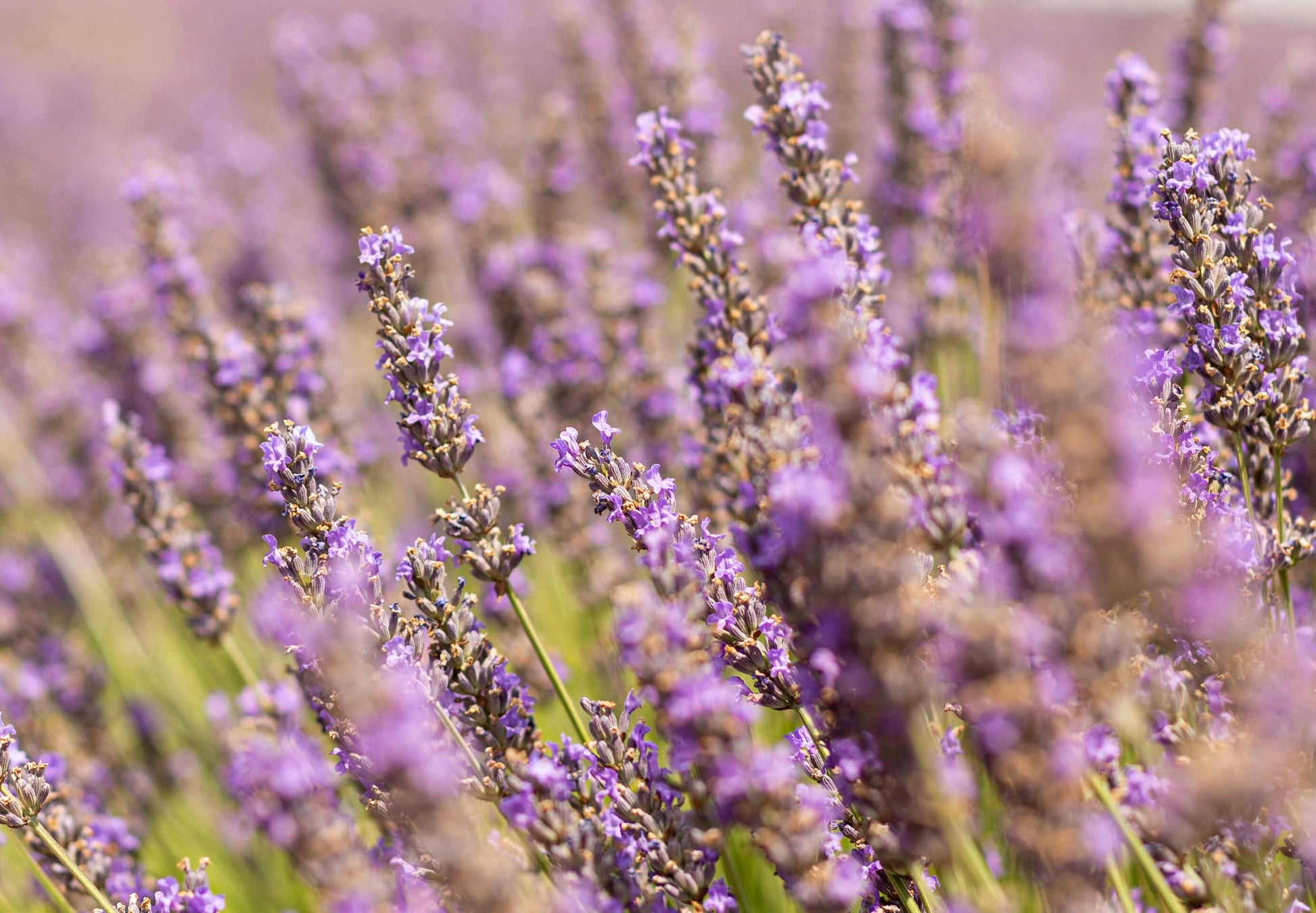 Close-up of purple lavender flowers with a blurred background