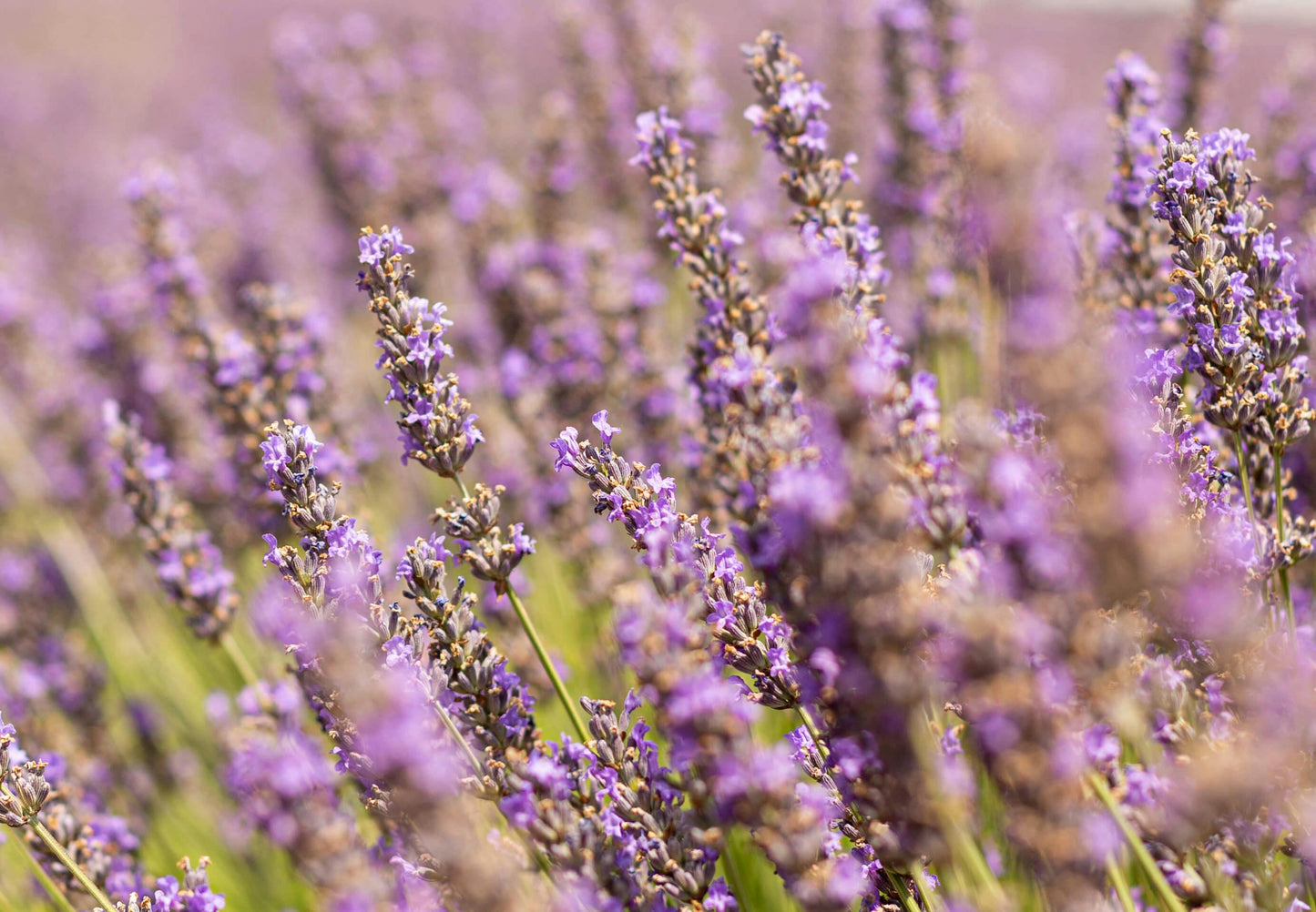 Close-up of purple lavender flowers with a blurred background
