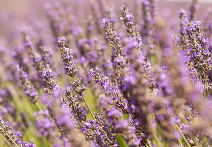 Close-up of purple lavender flowers with a blurred background