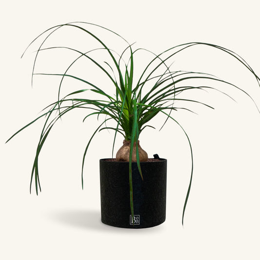 Ponytail palm